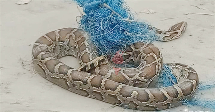 কৃষকের বীজতলায় মিলল ১০ ফুট লম্বা অজগর