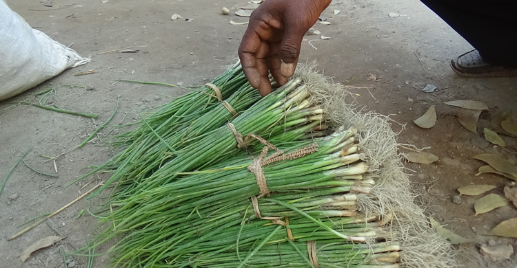 ৬০ টাকার পেঁয়াজের চারা ১২০০ টাকা