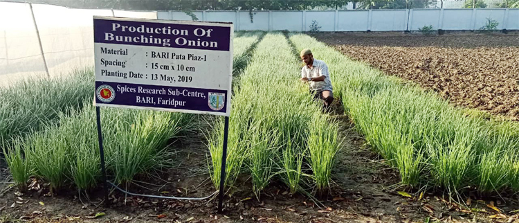 onion1