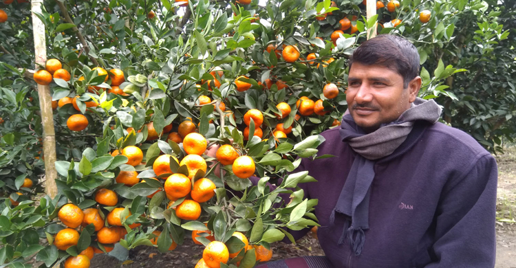 দার্জিলিংয়ের কমলা চাষে সফল রফিকুল
