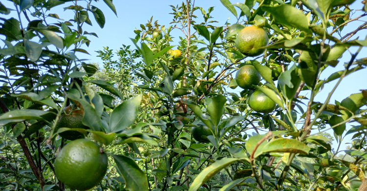 আনন্দ পেতে ১ হাজার গাছে কমলা চাষ!
