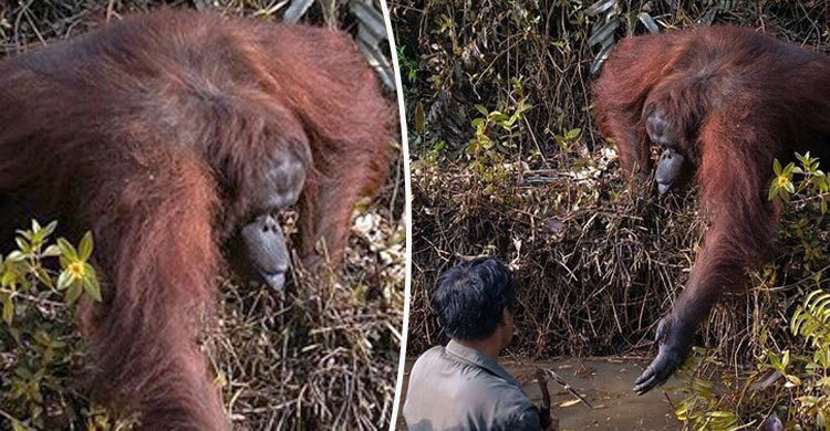 মানুষকে বাঁচাতে সাহায্যের হাত বাড়াল ওরাংওটাং!