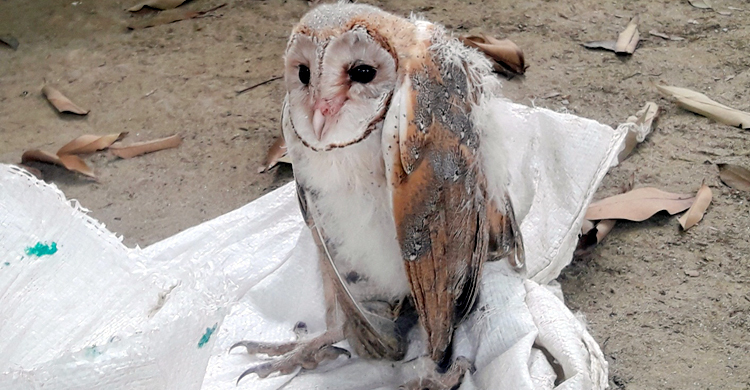 ঠাকুরগাঁওয়ে ৫টি বিরল প্রজাতির পেঁচা উদ্ধার