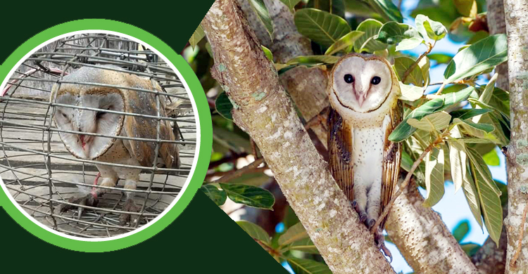 ‘গুজব পাখি’ প্যাঁচা