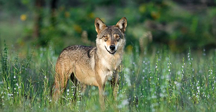 আড়াইহাজারে শিয়ালের কামড়ে আহত ১২