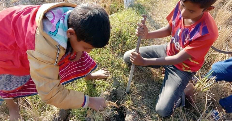 ইঁদুরের গর্ত খুঁড়ে ধান সংগ্রহে ব্যস্ত শিশুরা
