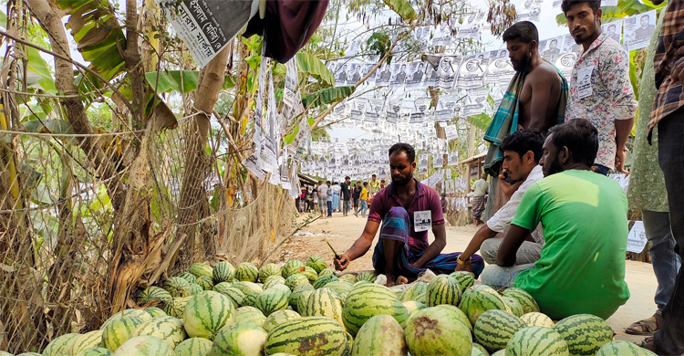 জমজমাট নির্বাচনে রমরমা তরমুজ বিক্রি