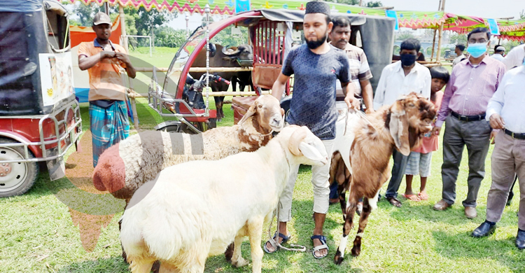 পাবনায় দুম্বা, তোতাপুরি ও গাড়লে ব্যাপক আগ্রহ