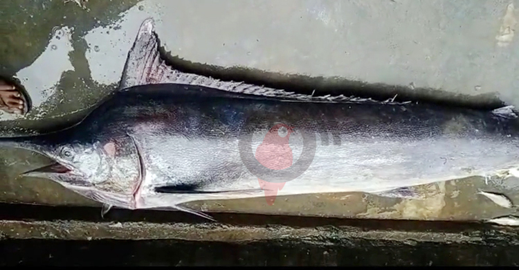 এবার সাগরে ধরা পড়লো ৪ মণের বিরল প্রজাতির ‘ব্ল্যাক মার্লিন’