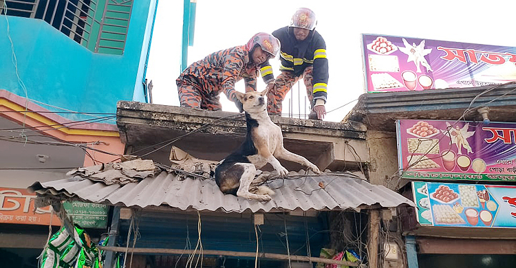 বৈদ্যুতিক তারে আটকে ছিল কুকুর, দুদিন পর উদ্ধার