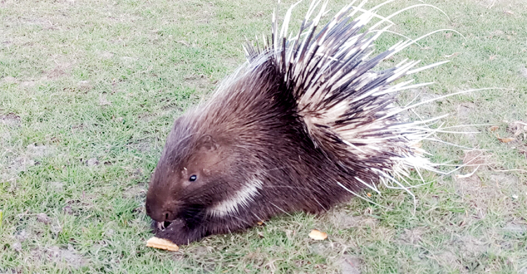 চিকিৎসা শেষে বনে অবমুক্ত সজারু