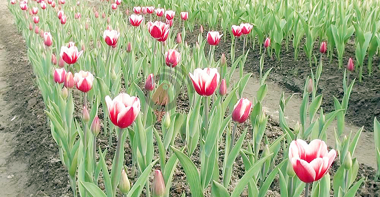 তেঁতুলিয়ায় ৮ কৃষকের বাগানে হাসছে টিউলিপ ফুল