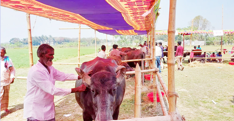ঈশ্বরদীতে মহিষ প্রদর্শনী