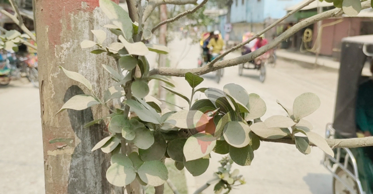 ধুলায় অতিষ্ঠ পটুয়াখালী পৌরসভার বাসিন্দারা