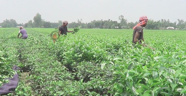 উত্তরাঞ্চলে চা শ্রমিকদের দৈনিক আয় ৪৫০-৭০০ টাকা