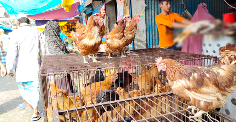 পটুয়াখালীতে অস্থির মুরগির বাজার, বিপাকে নিম্ন আয়ের মানুষ