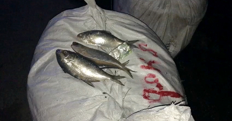 বাস থেকে জব্দ ৬০ মণ জাটকা গেলো এতিমখানায়