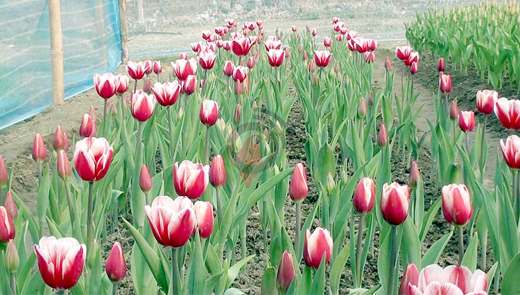 তেঁতুলিয়ায় ৮ কৃষকের বাগানে হাসছে টিউলিপ ফুল