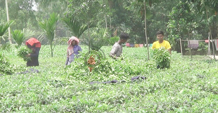 উত্তরাঞ্চলে চা শ্রমিকদের দৈনিক মজুরি ৪৫০-৭০০ টাকা