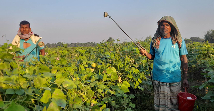 শিম চাষে বেড়েছে কীটনাশকের ব্যবহার, স্বাস্থ্যঝুঁকিতে গ্রামবাসী