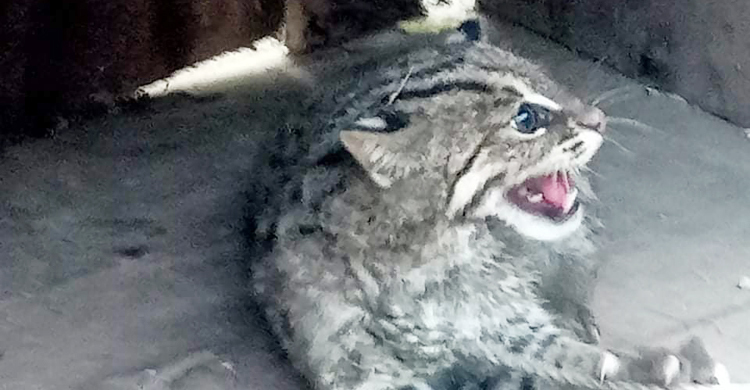 দশমিনায় মেছোবাঘের শাবক ধরলো স্থানীয়রা