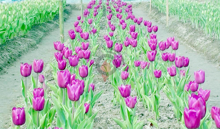 তেঁতুলিয়ায় ৮ কৃষকের বাগানে হাসছে টিউলিপ ফুল