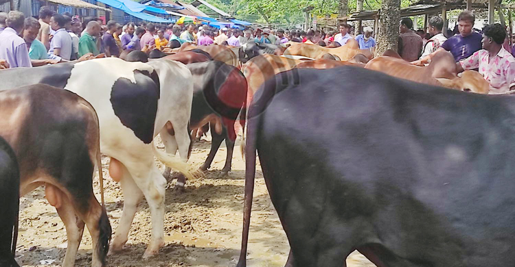 এবার দেশি গরুতেই জমজমাট পঞ্চগড়ের পশুহাট