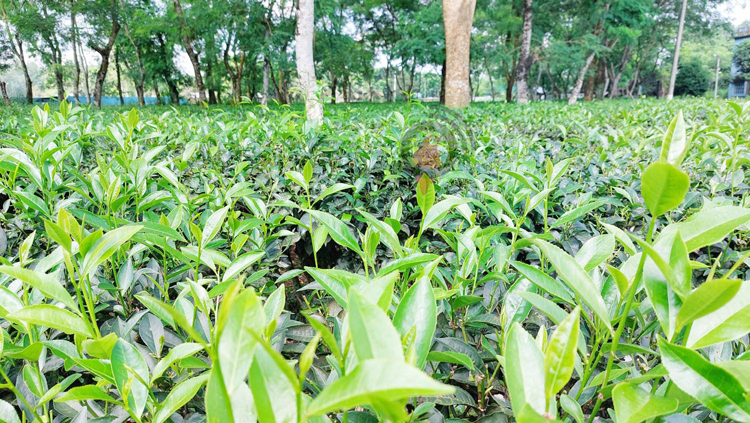 উত্তরাঞ্চলে চা শ্রমিকদের দৈনিক মজুরি ৪৫০-৭০০ টাকা