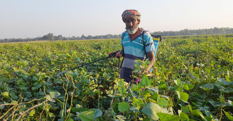 শিম চাষে বেড়েছে কীটনাশকের ব্যবহার, স্বাস্থ্যঝুঁকিতে গ্রামবাসী