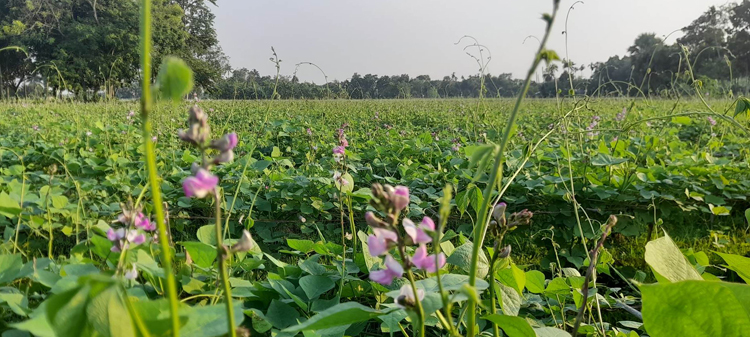 শিম চাষে বেড়েছে কীটনাশকের ব্যবহার, স্বাস্থ্যঝুঁকিতে গ্রামবাসী
