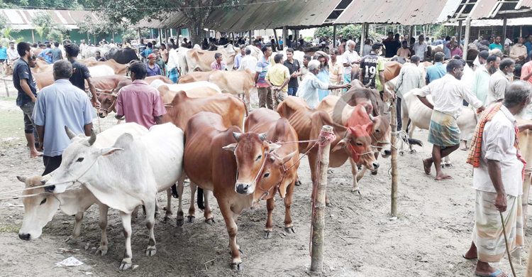 এবার দেশি গরুতেই জমজমাট পঞ্চগড়ের পশুহাট