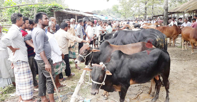 এবার দেশি গরুতেই জমজমাট পঞ্চগড়ের পশুহাট