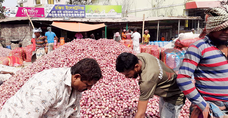 ফলনে বিপর্যয় দামও কম, হতাশ পাবনার পেঁয়াজচাষিরা