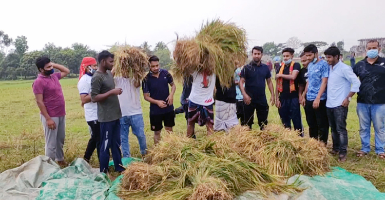 কৃষকের ধান কেটে ঘরে তুলে দিচ্ছে ছাত্রলীগ