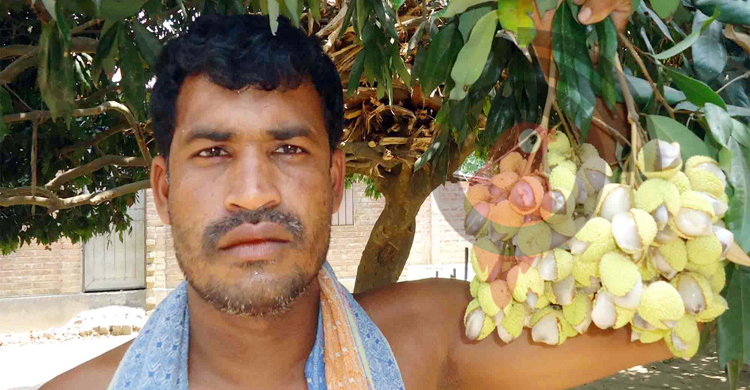 গাছেই ফেটে যাচ্ছে লিচু, চিন্তায় ঈশ্বরদীর চাষিরা