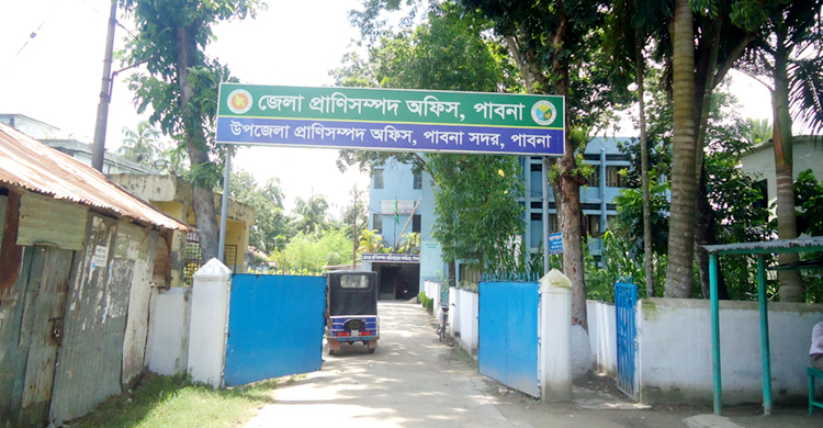 পাবনায় অজ্ঞাত রোগে ১০ গরুর মৃত্যু, আতংকে খামারিরা