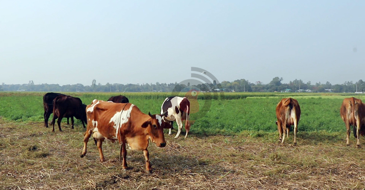 বাথানে রাখাল-গরুর সখ্য
