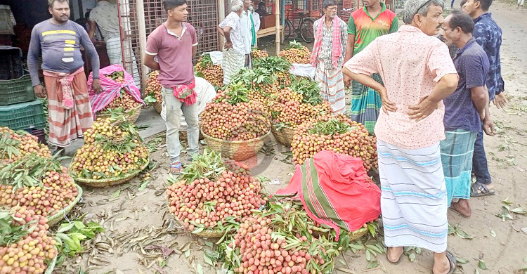 বাজারে উঠেছে ঈশ্বরদীর রসালো দেশি লিচু, দামে হতাশ চাষিরা