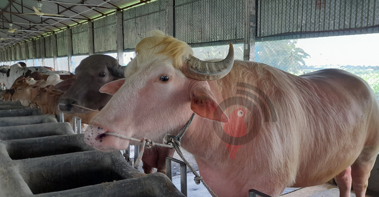 কোরবানির জন্য বিক্রি হবে নজরকাড়া গোলাপি মহিষ