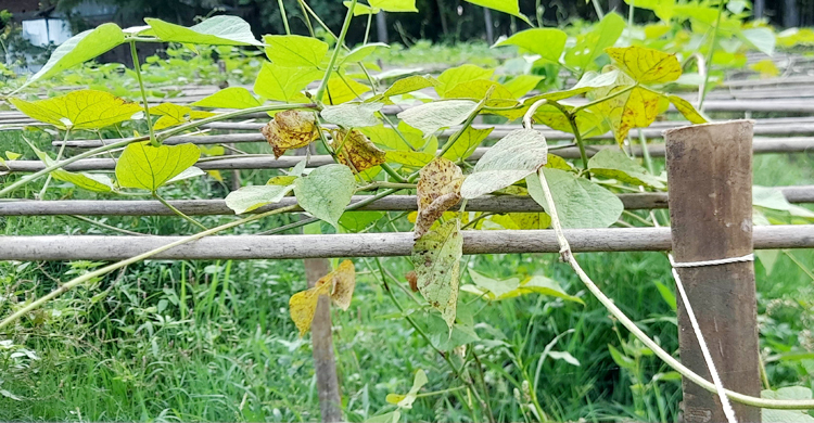খরায় মরছে শিমগাছ, চাষির মাথায় হাত