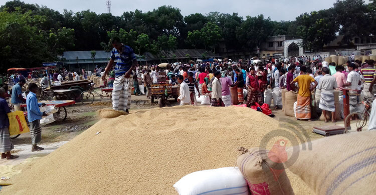 ধানের দামে হতাশ পাবনার চাষিরা