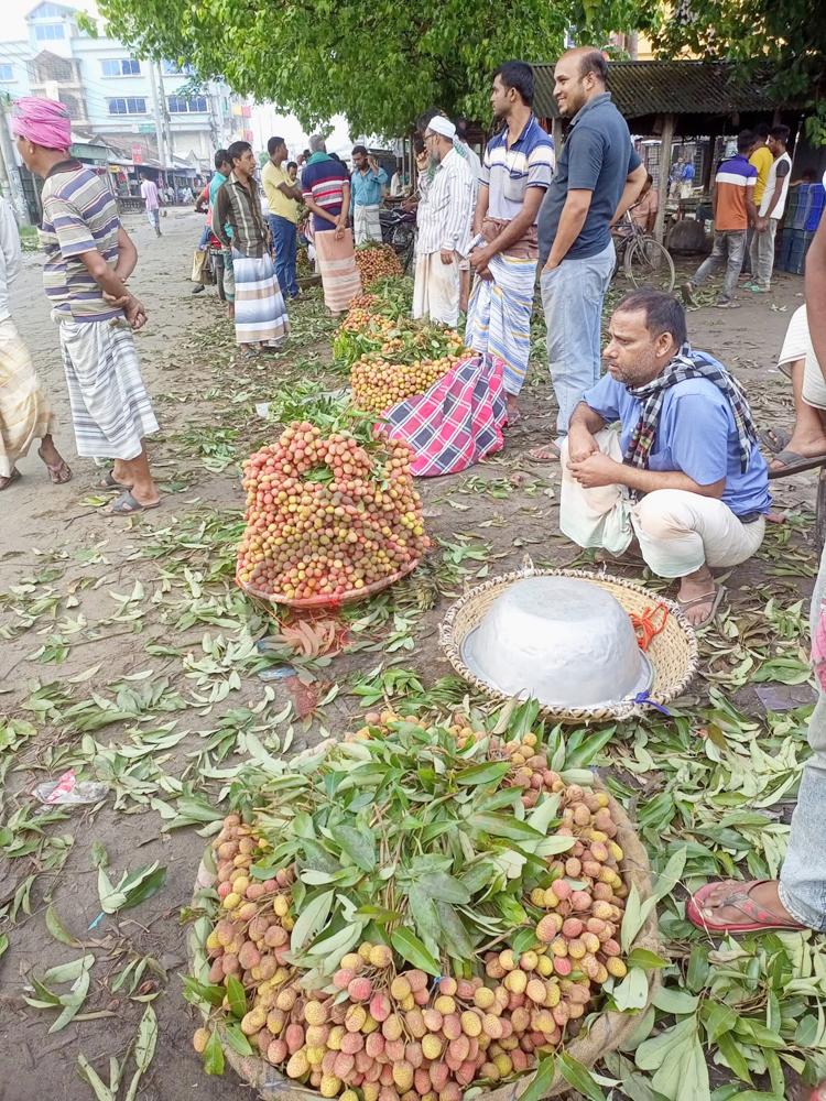 বাজারে উঠেছে ঈশ্বরদীর রসালো দেশি লিচু, দামে হতাশ চাষিরা