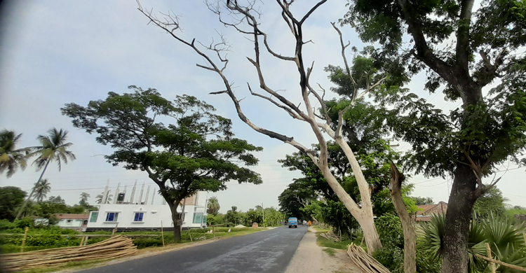 মহাসড়কের দুই পাশে মরা গাছ, ঝুঁকি নিয়ে চলাচল