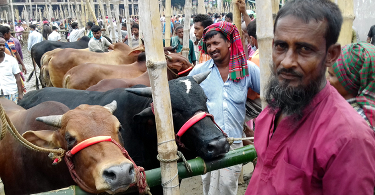 পাবনায় গরু-ছাগলের দাম গত বছরের চেয়ে ২০-২৫ শতাংশ কম