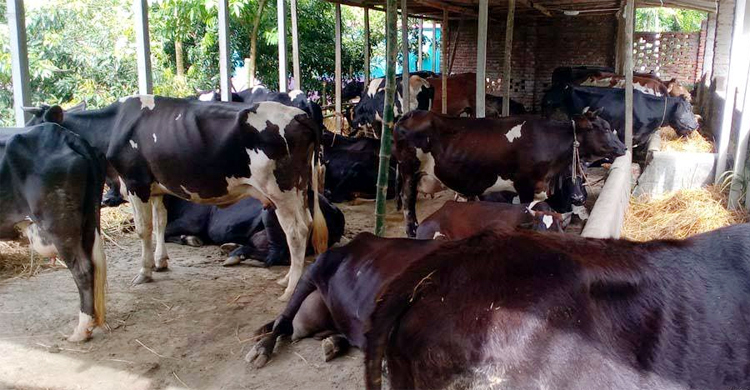 পাবনায় হত্যা মামলার বাদীকে হুমকি, মেয়রের হেফাজতে ৪৫ গরু