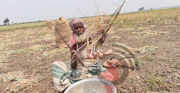 উৎপাদন খরচই উঠছে না পেঁয়াজ চাষিদের