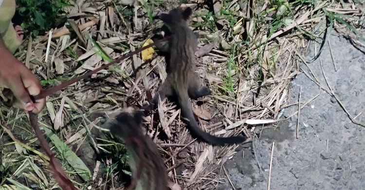 পাবনায় উদ্ধার দুই গন্ধগোকুলের বাচ্চা বনে অবমুক্ত