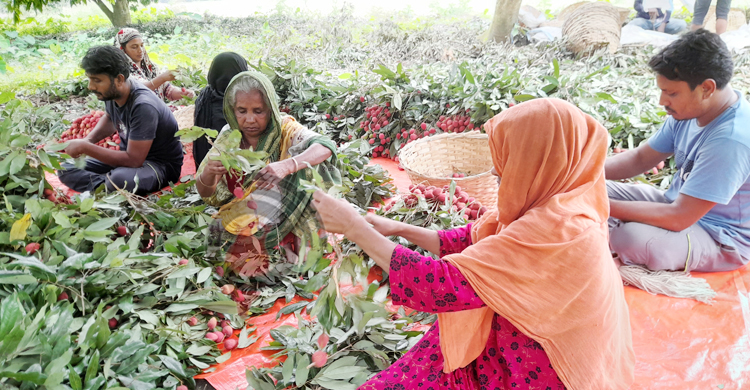 ঈশ্বরদীর লিচুকন্যাদের কথা কেউ বলে না