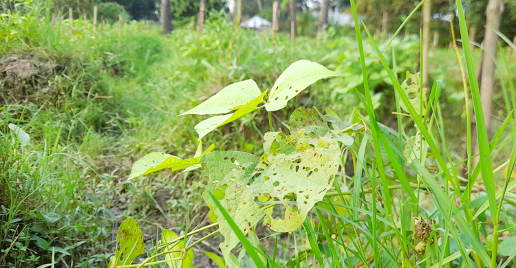 খরায় মরছে শিমগাছ, চাষির মাথায় হাত