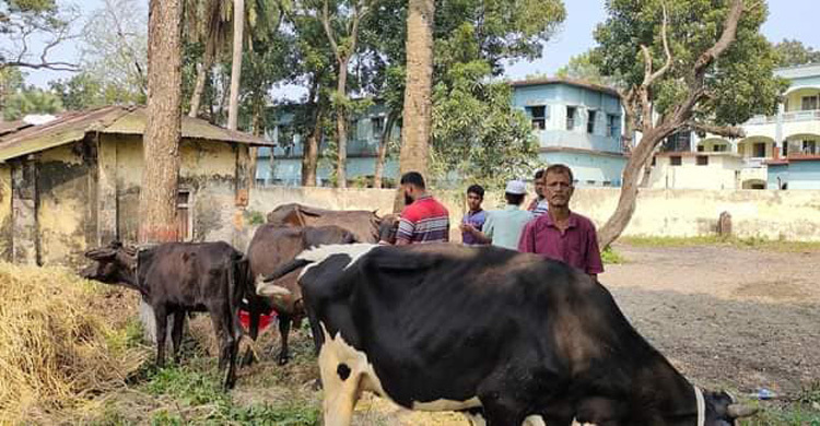 বাথান থেকে ডাকাতি হওয়া ৫ গরু উদ্ধার, গ্রেফতার ৬